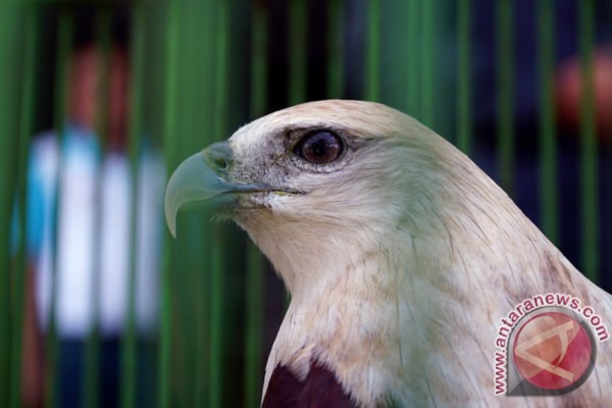 BKSDA Agam lepasliarkan 15 ekor burung dilindungi