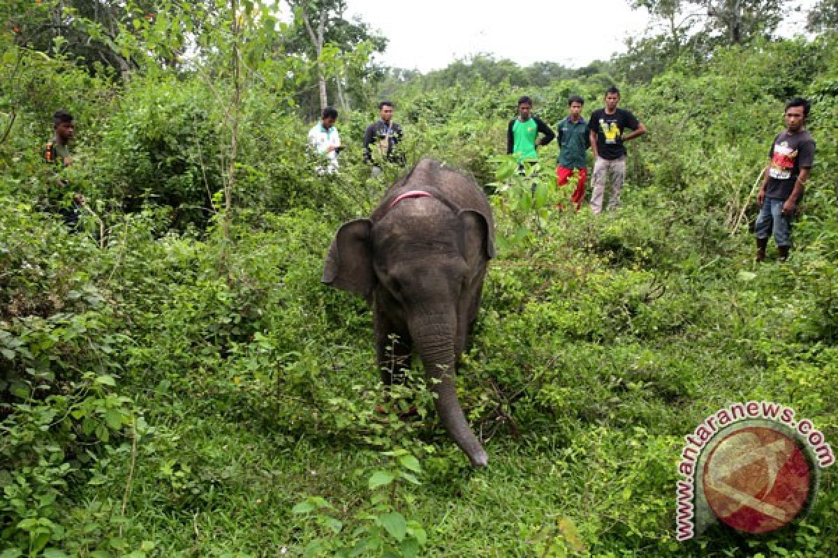 Gajah diarak di Laos saat jumlahnya menyusut