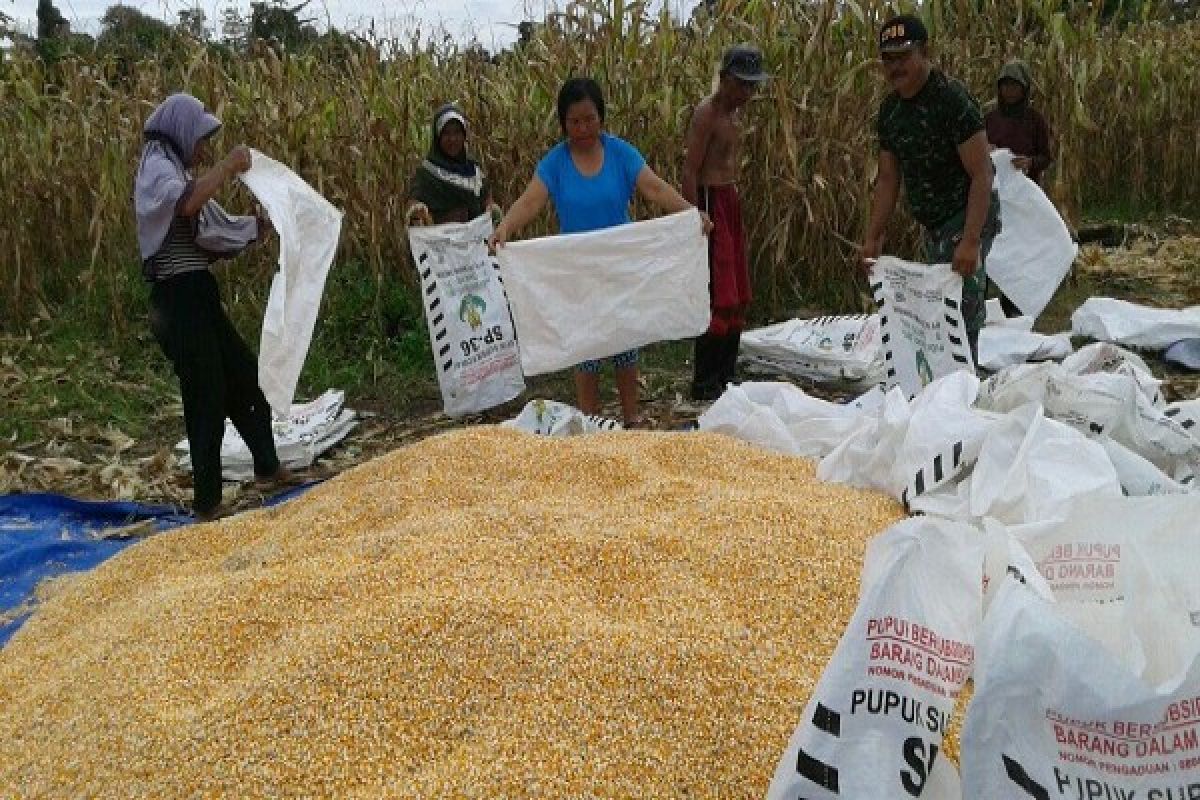 Babinsa Koramil Nabire bantu warga Kampung Wanggar panen jagung