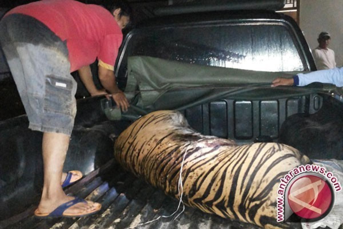 Populasi Harimau Sumatera di Bengkulu Tersisa 17 Ekor