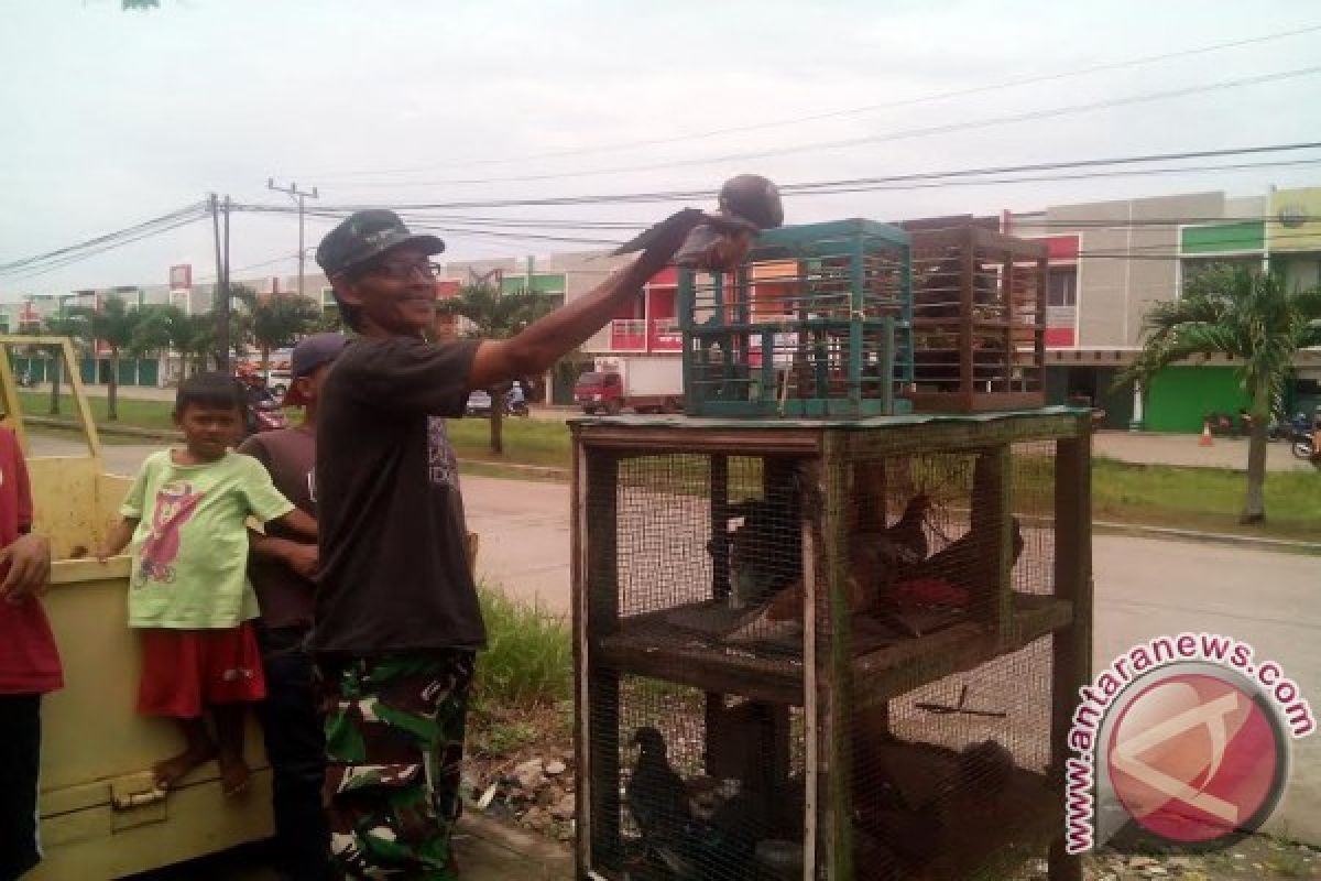 Pelihara burung merpati bisa menguntungkan