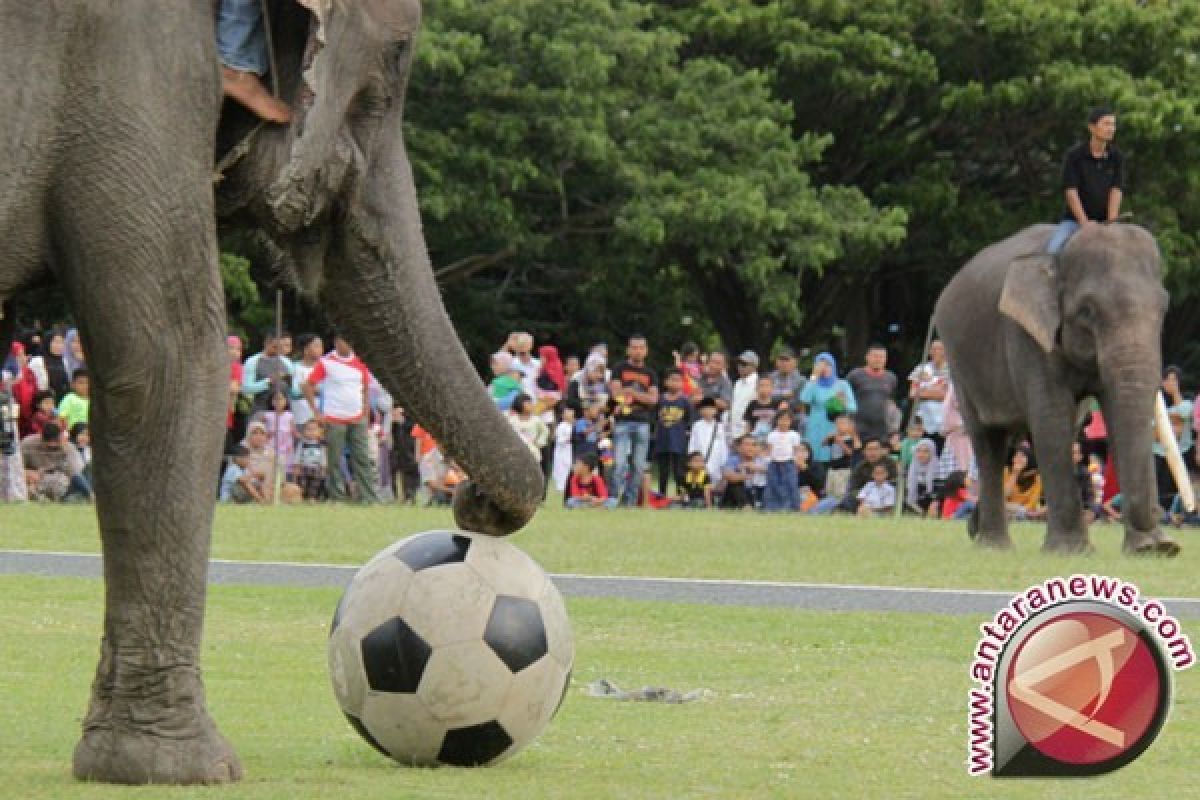 Pemain PSIS Dipulihkan Dari Sepak Bola Gajah