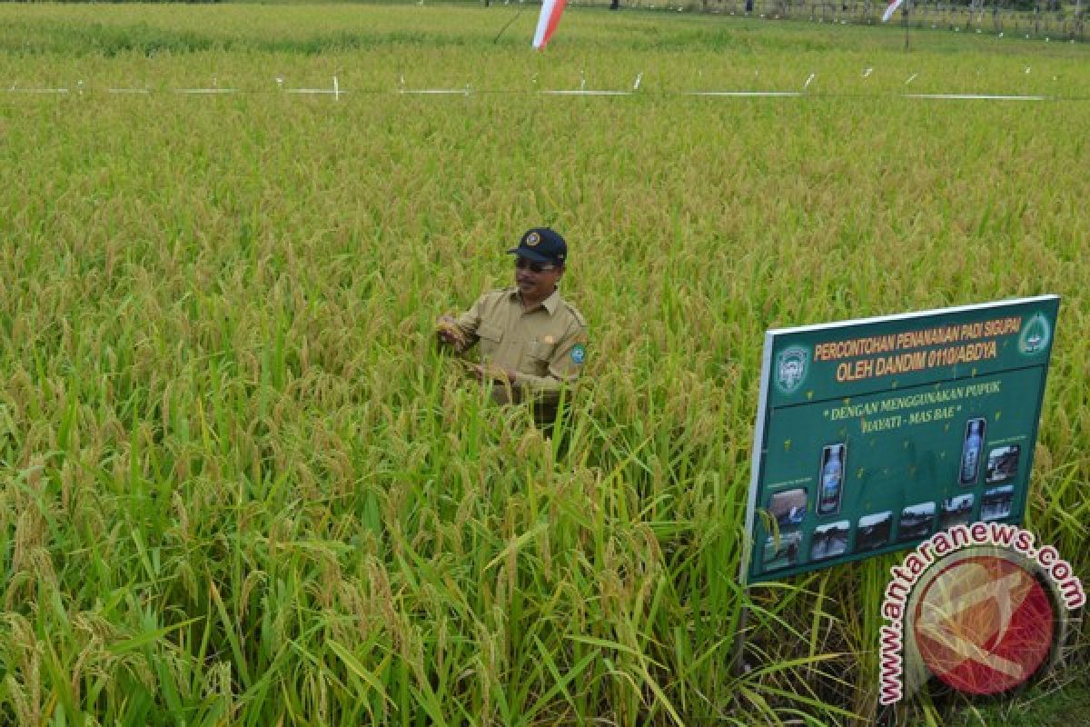 Kadistan: Harga gabah varietas sigupai Abdya menggiurkan