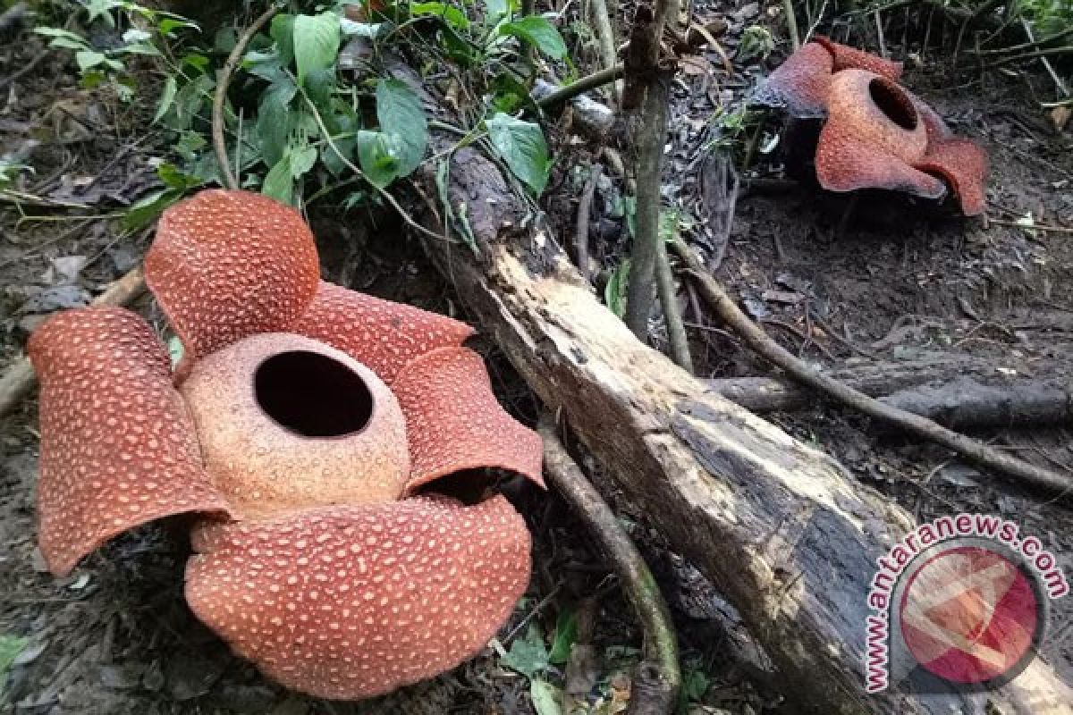 Empat Rafflesia Arnoldii Mekar Di Hutan