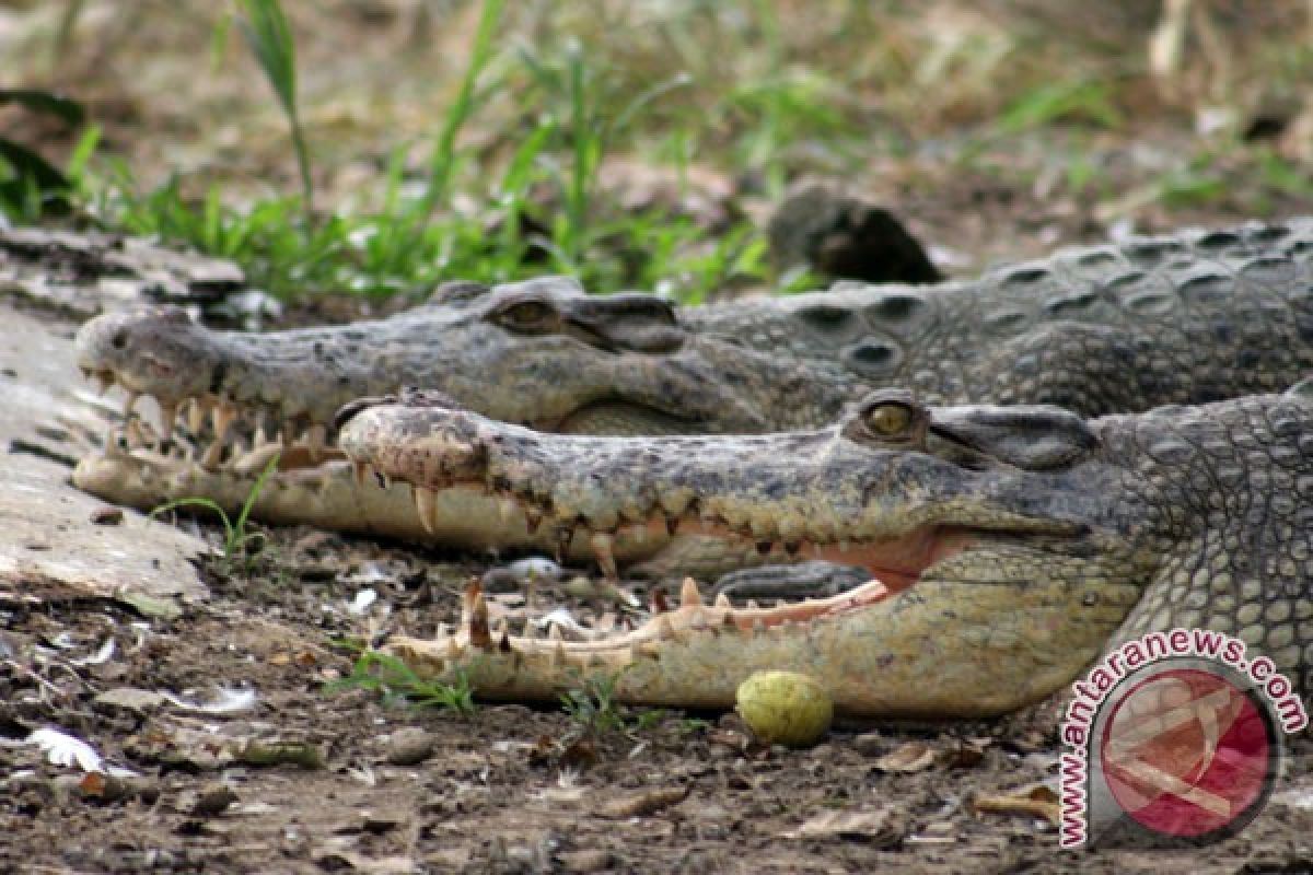 Buaya mangsa ternak warga Sumbar