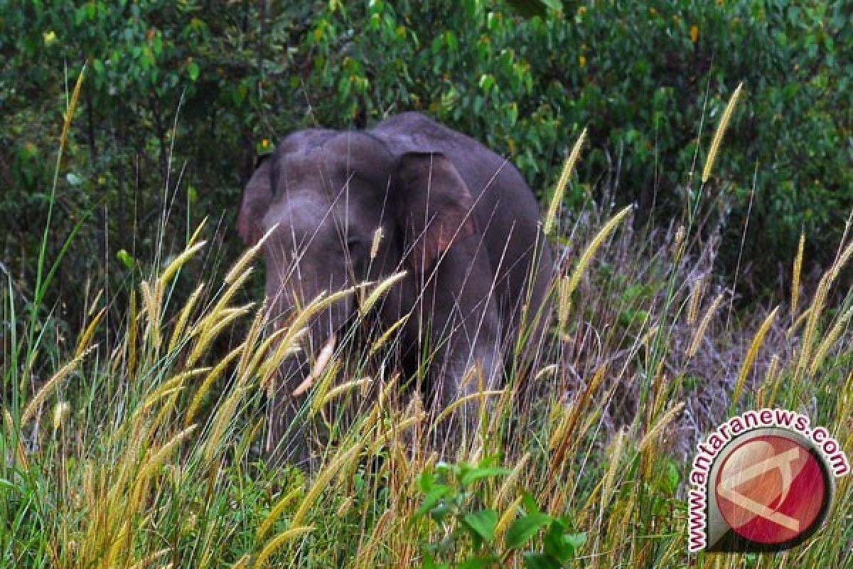 Puluhan gajah Sumatera 