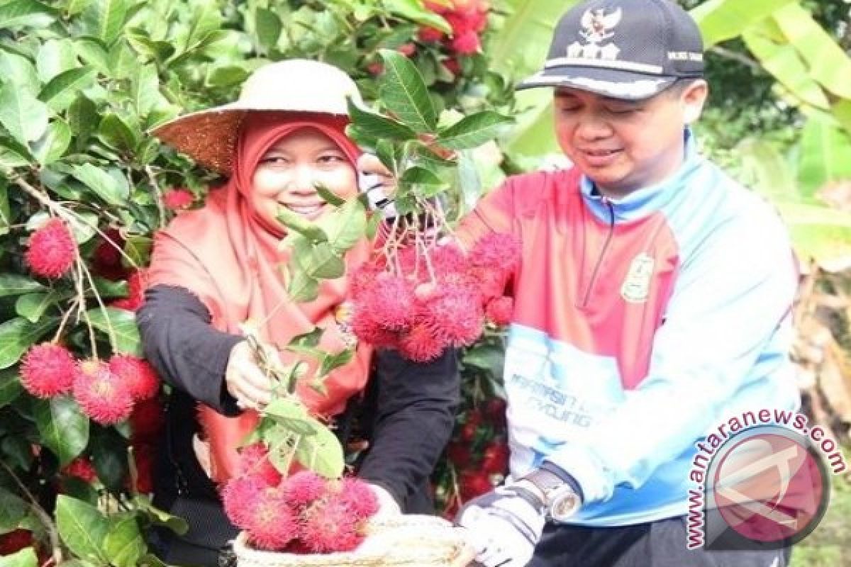 Wali Kota Panen Rambutan Garuda