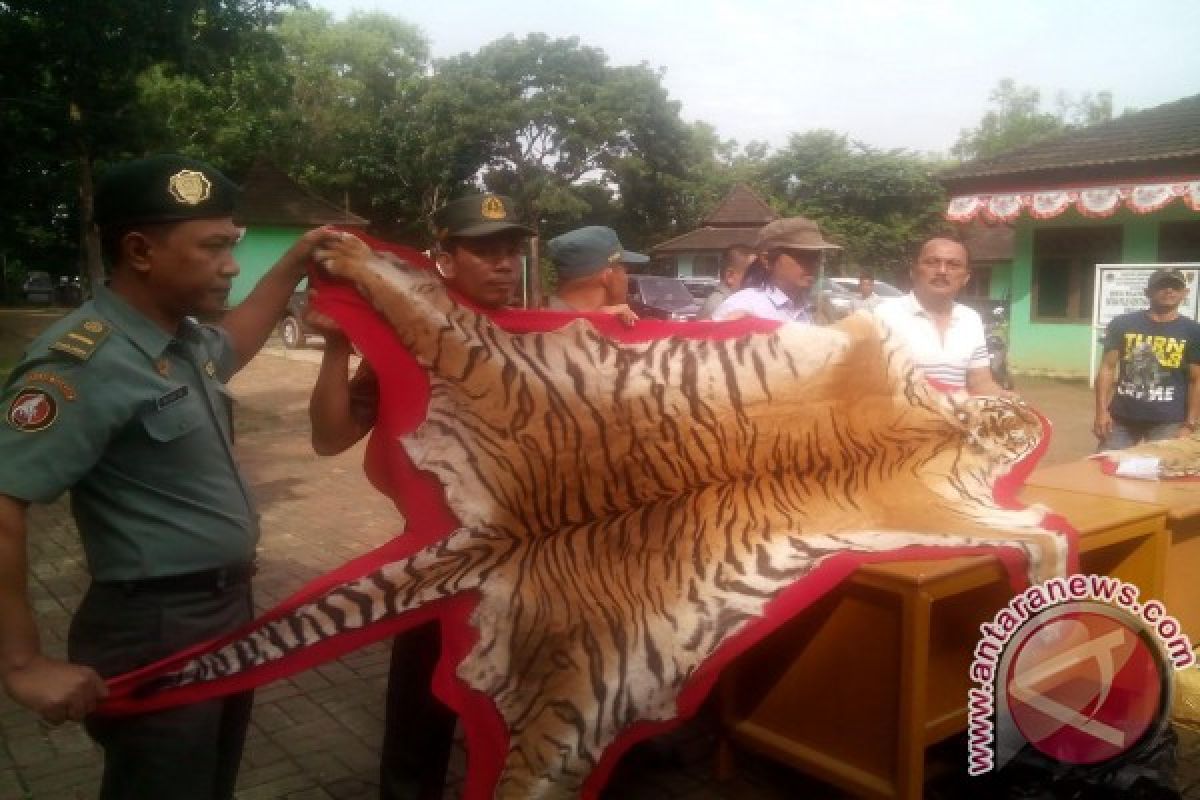 Polisi tangkap pemburu dan penjual kulit harimau