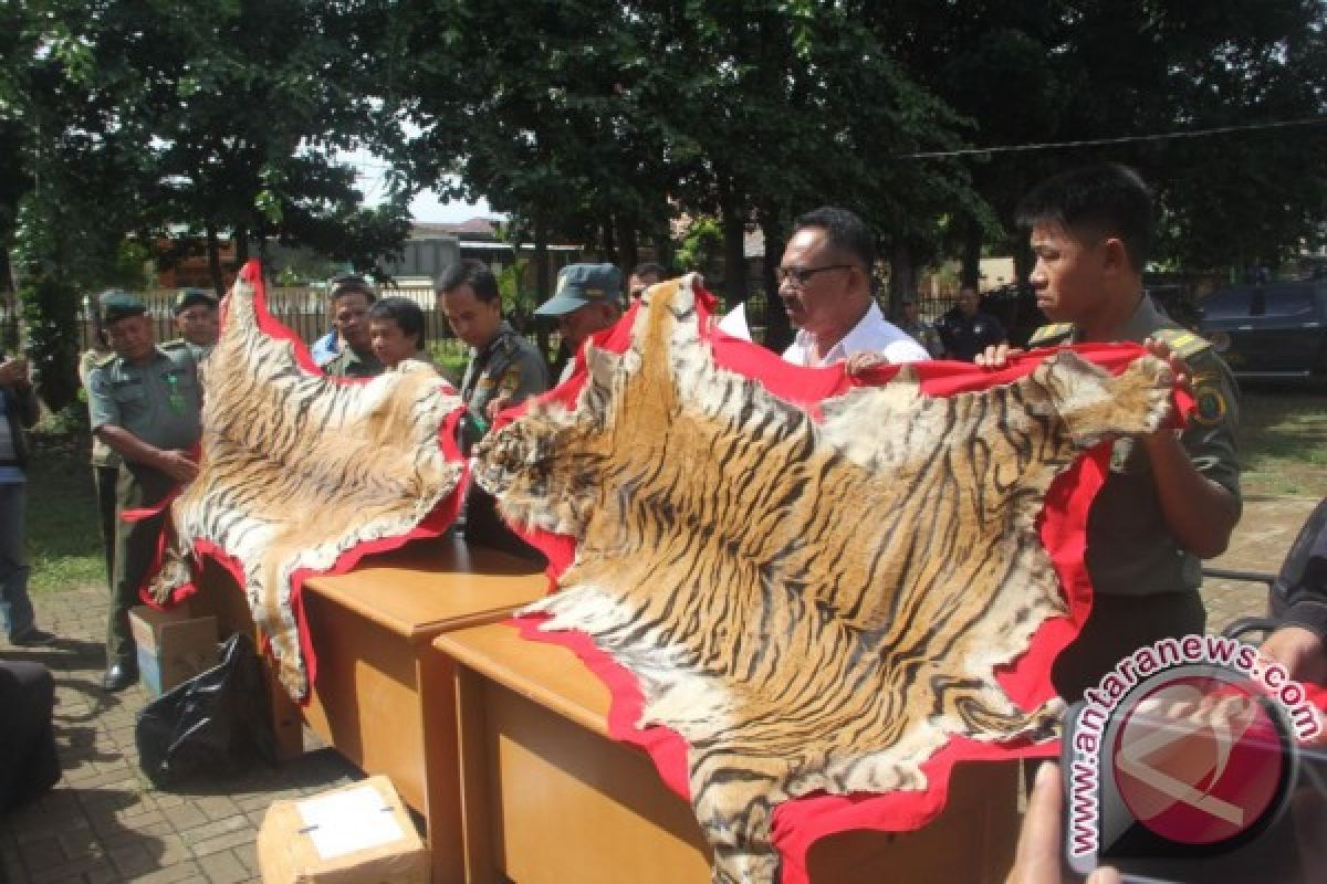 Kementerian LHK kembangkan kasus penjualan kulit harimau