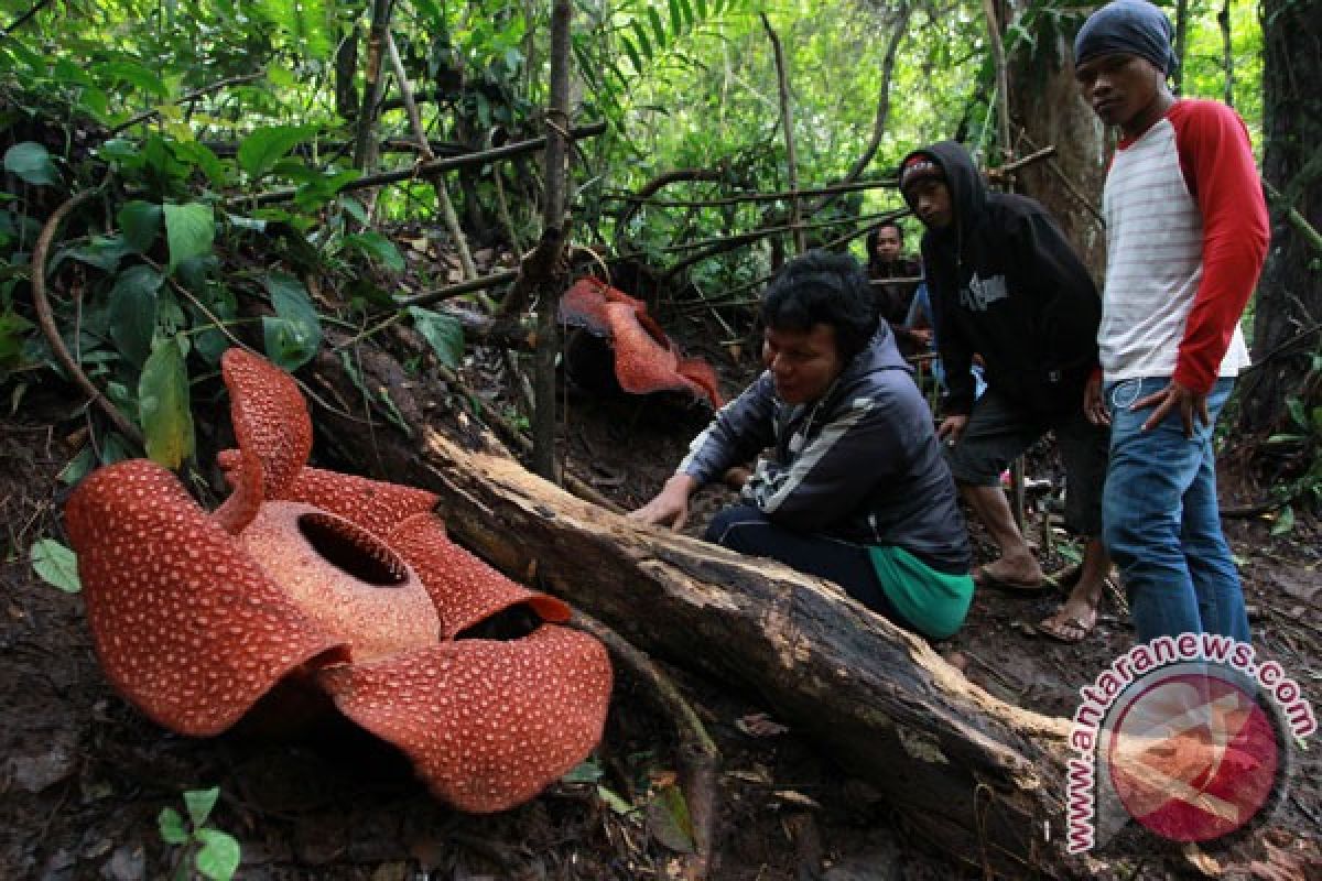 Two Rafflesia arnoldii flowers bloom in Kaur forest, Bengkulu