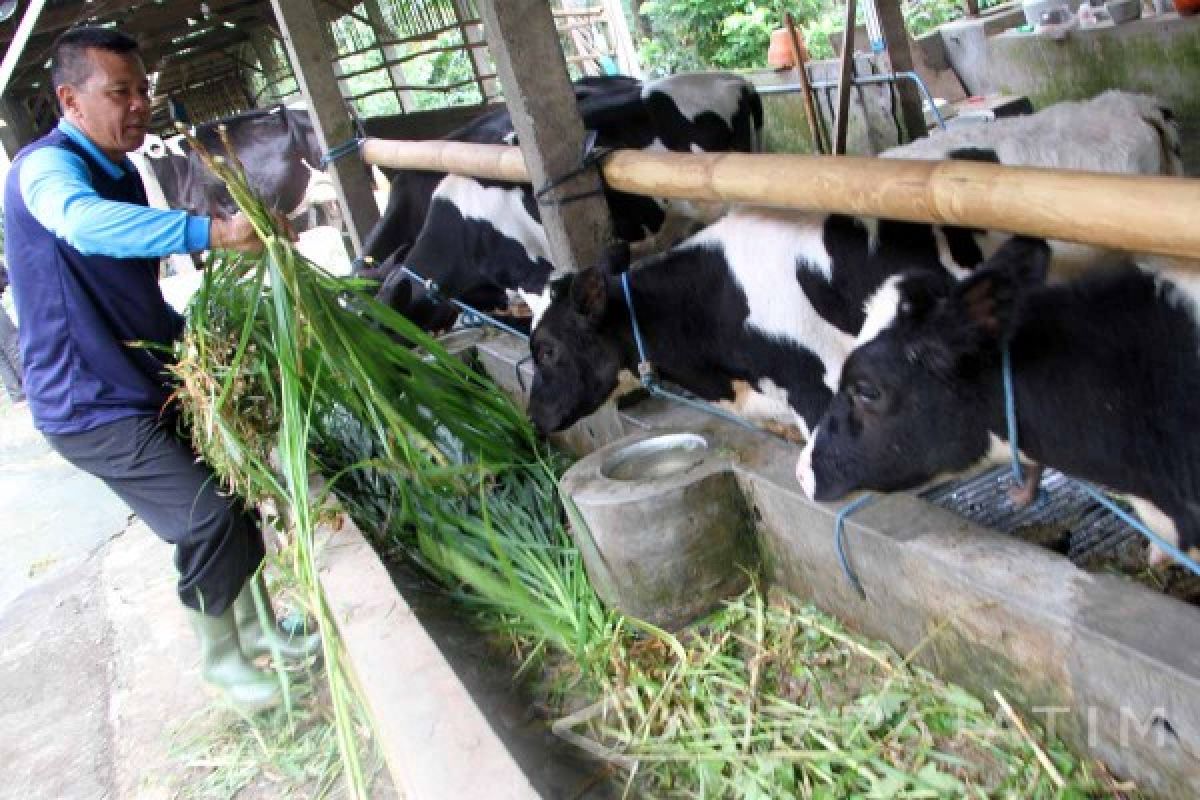 Peternak Kabupaten Madiun Berpeluang Budidayakan Sapi Perah