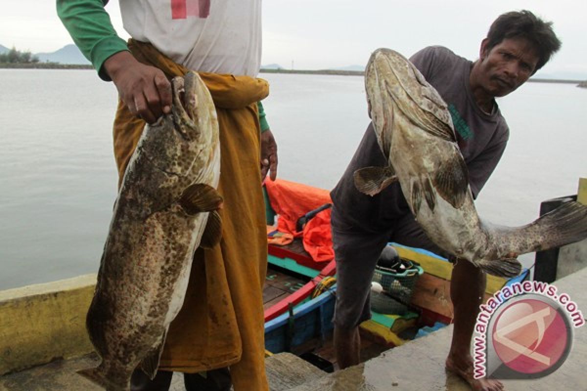 Permintaan ikan kerapu meningkat di Langsa