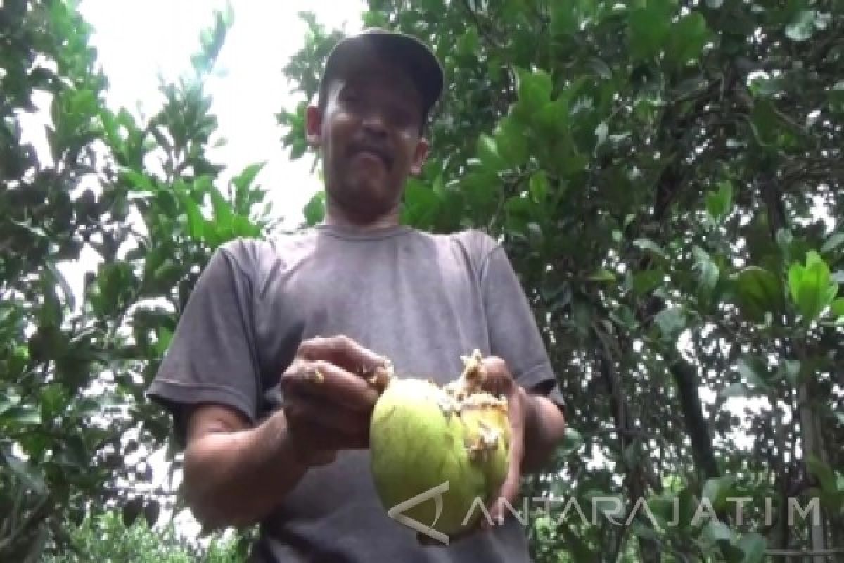 Petani Jeruk Pamelo Magetan Rugi Jelang Imlek