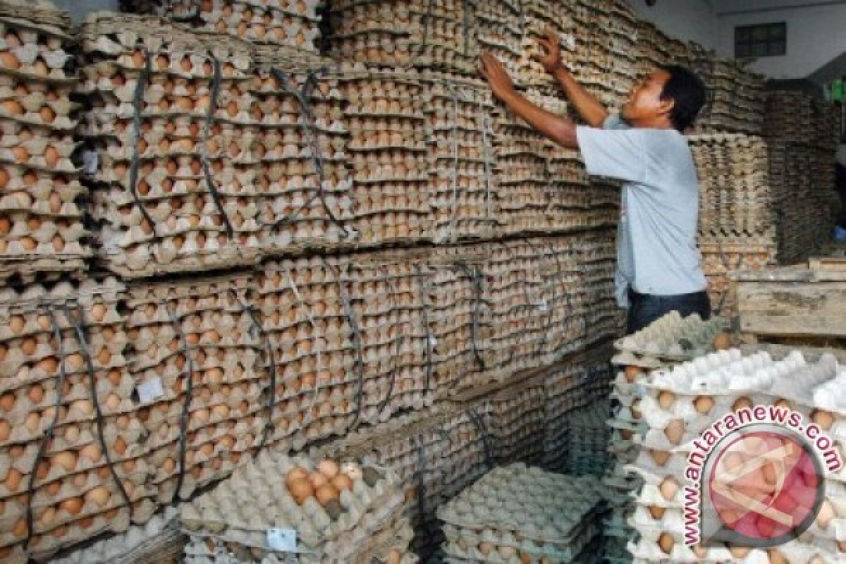 Harga Telur Di Kendari Stabil Jelang Imlek