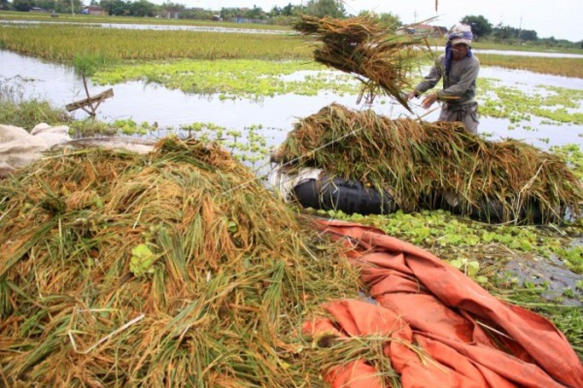 Petani minta perbaikan tanggul di Padang Tikar