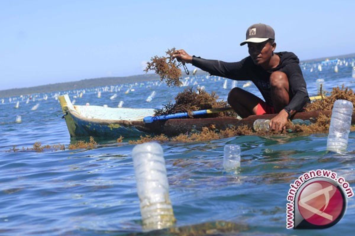 Pemerintah bantu benih & tali untuk petani rumput laut di NTT