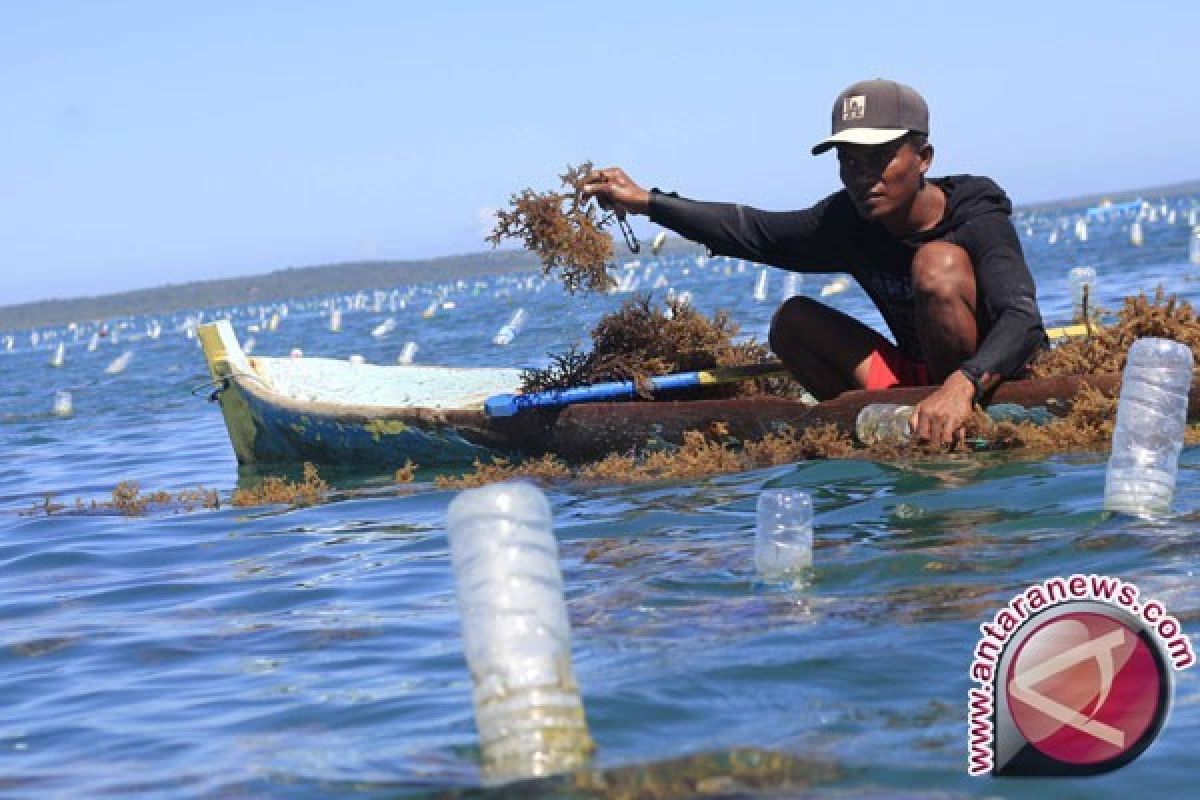Australia menangkan gugatan petani rumput laut NTT