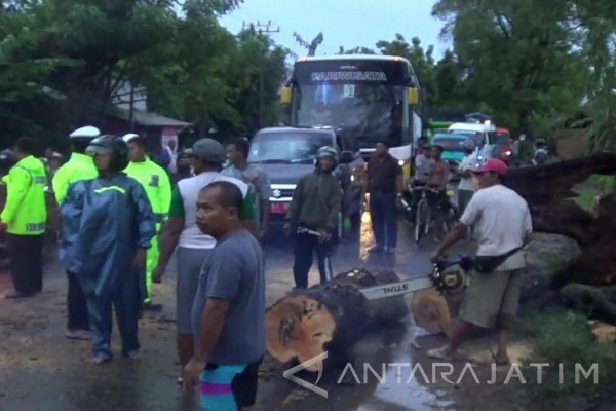 Pohon Tumbang Macetkan Jalur Pantura Situbondo (Video)