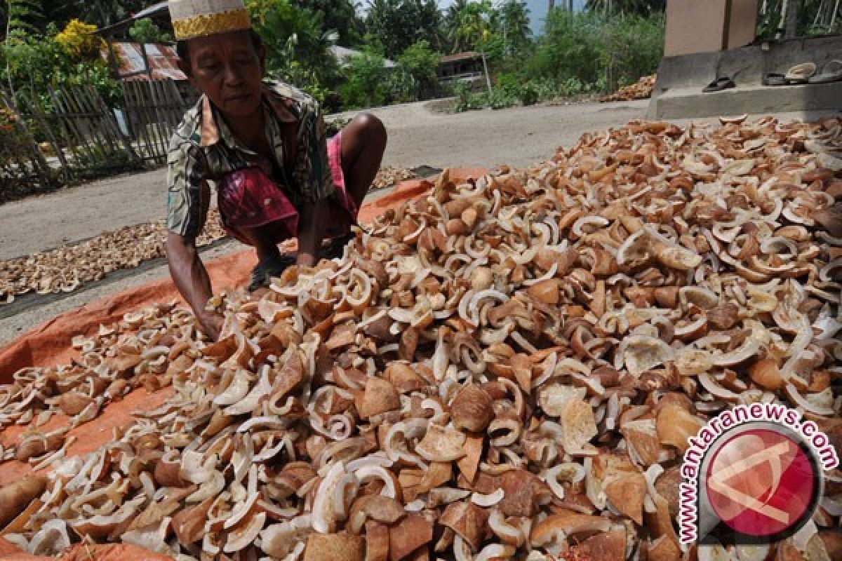 Petani kelapa keluhkan harga kopra anjlok