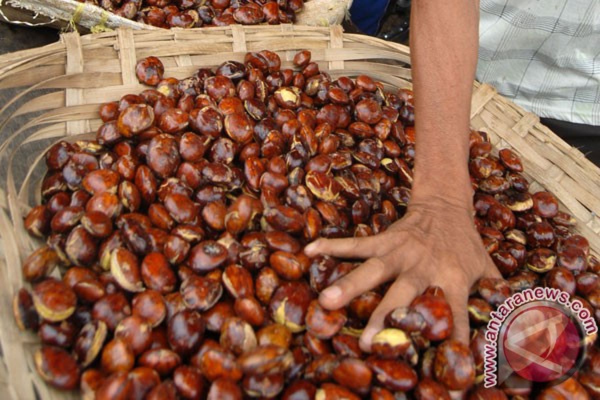 Menjelang puasa harga jengkol meroket