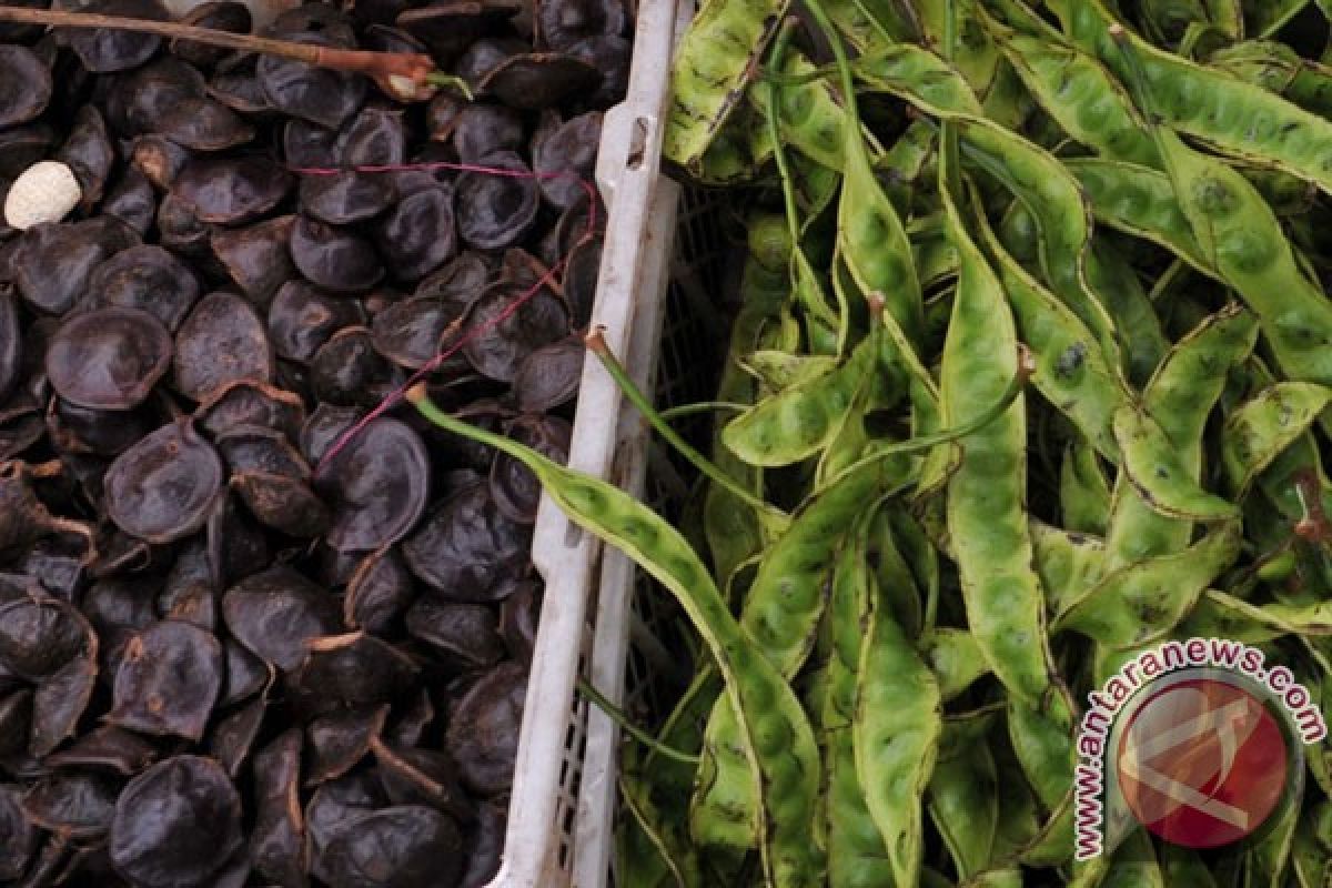 Pelajar Bengkulu ciptakan pestisida berbahan kulit jengkol