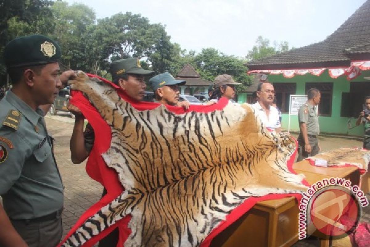 WALHI kecewa BKSDA lamban tangani ancaman populasi harimau