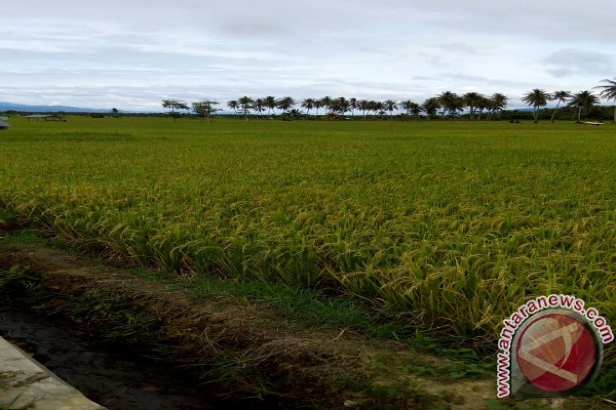 2016, Tapanuli Selatan Surplus Beras 84 Ton Lebih