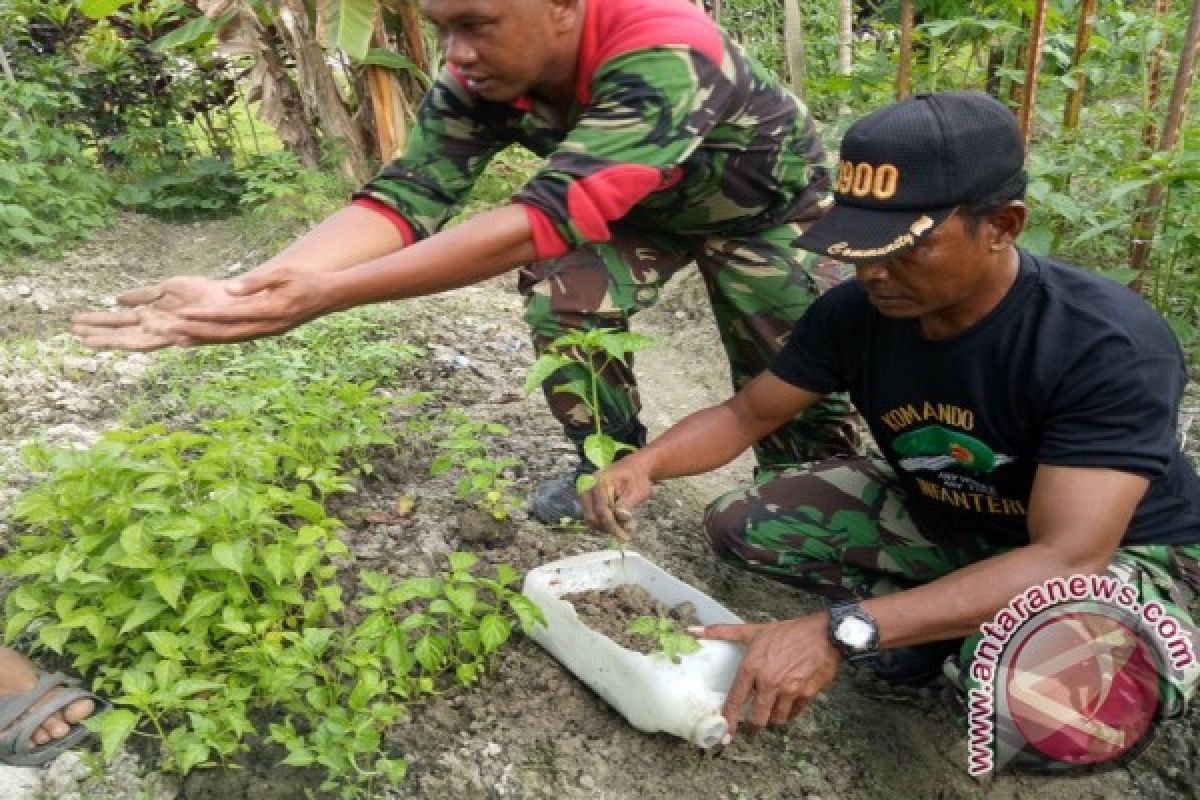 Prajurit TNI Dikerahkan Antisipasi Krisis Cabai Manokwari