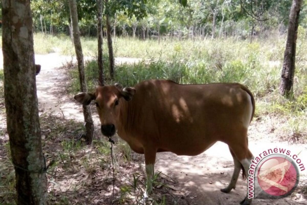 Populasi Sapi Potong Paluta 2016 Mencapai 14 Ribu Ekor