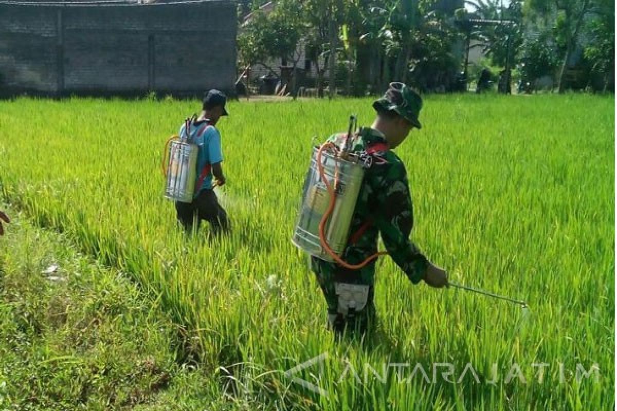 Pemkab Bangkalan Gandeng Babinsa Basmi Hama Tikus