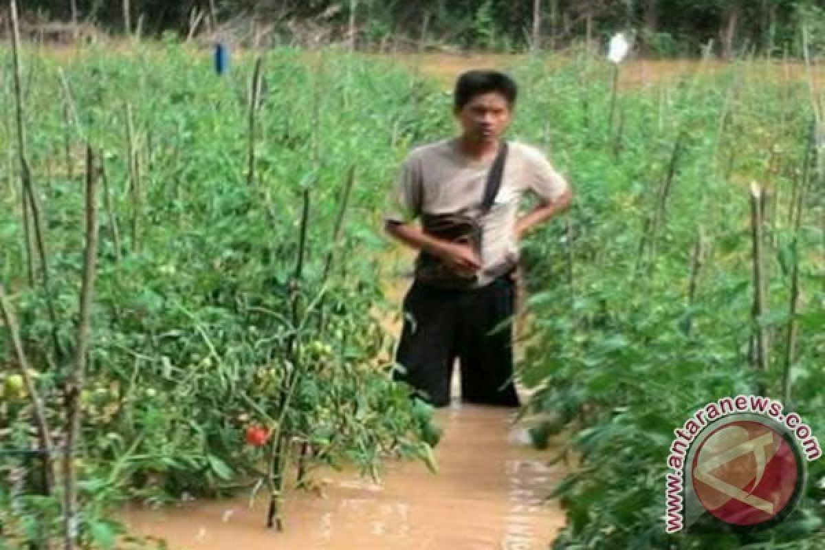 Bencana Banjir Lahan Pertanian Masih Aman