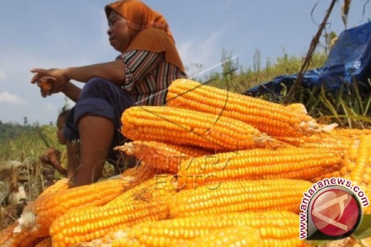 Produksi Jagung Sumut Ditargetkan 1,9 Juta Ton 