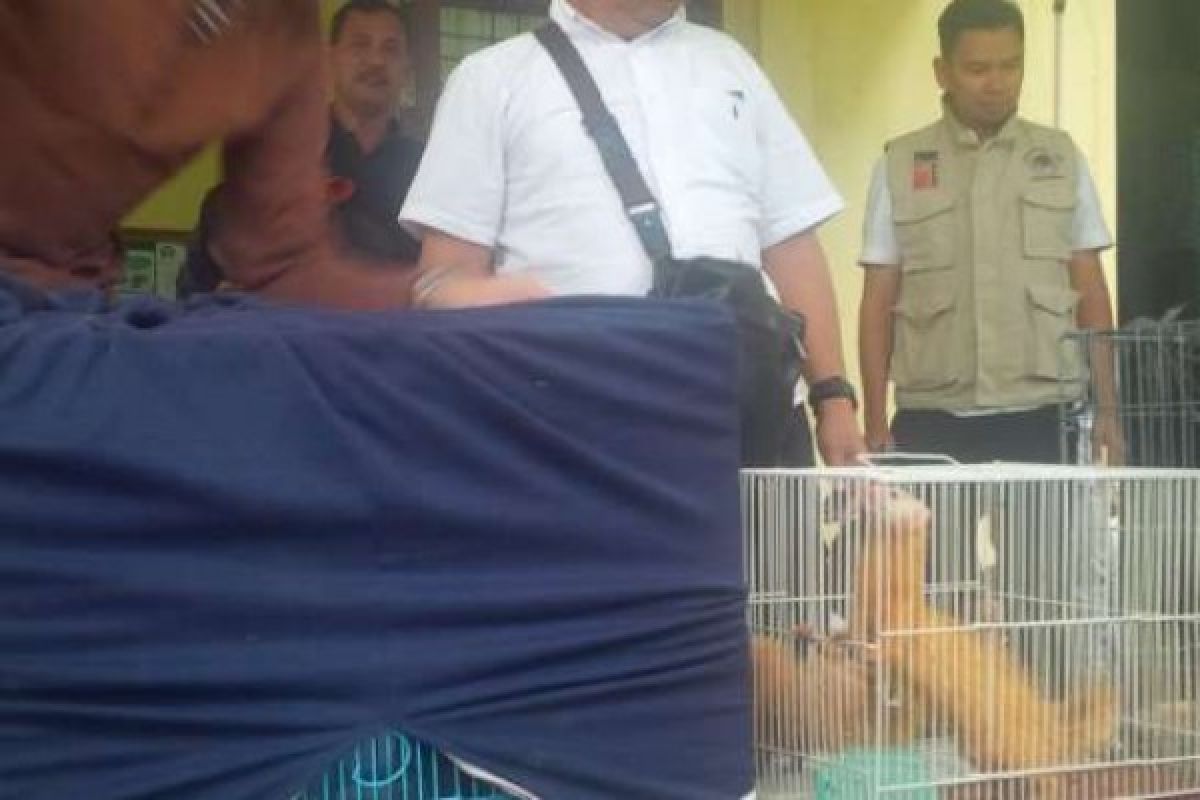  Macan, Lutung, dan Elang Disita BPPHKLHK dari Rumah di Pekanbaru