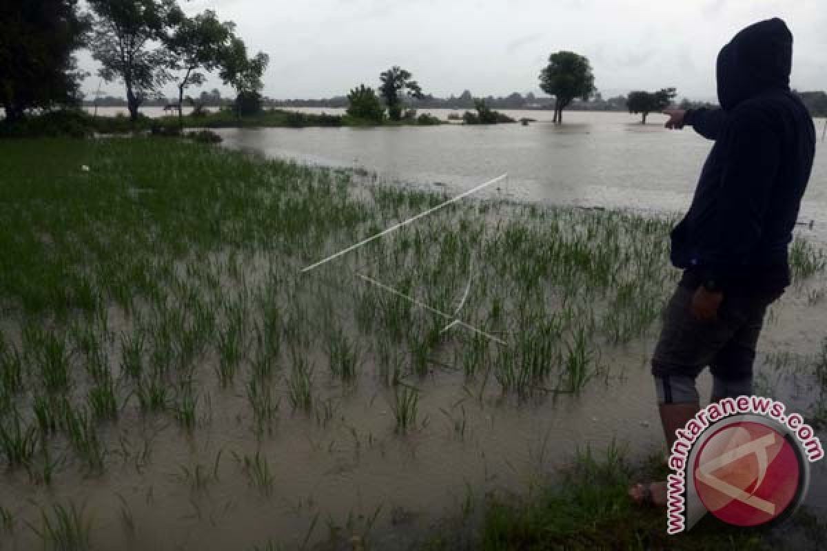 Banjir Terjaring Dua Hektare Lahan Pertanian Manokwari