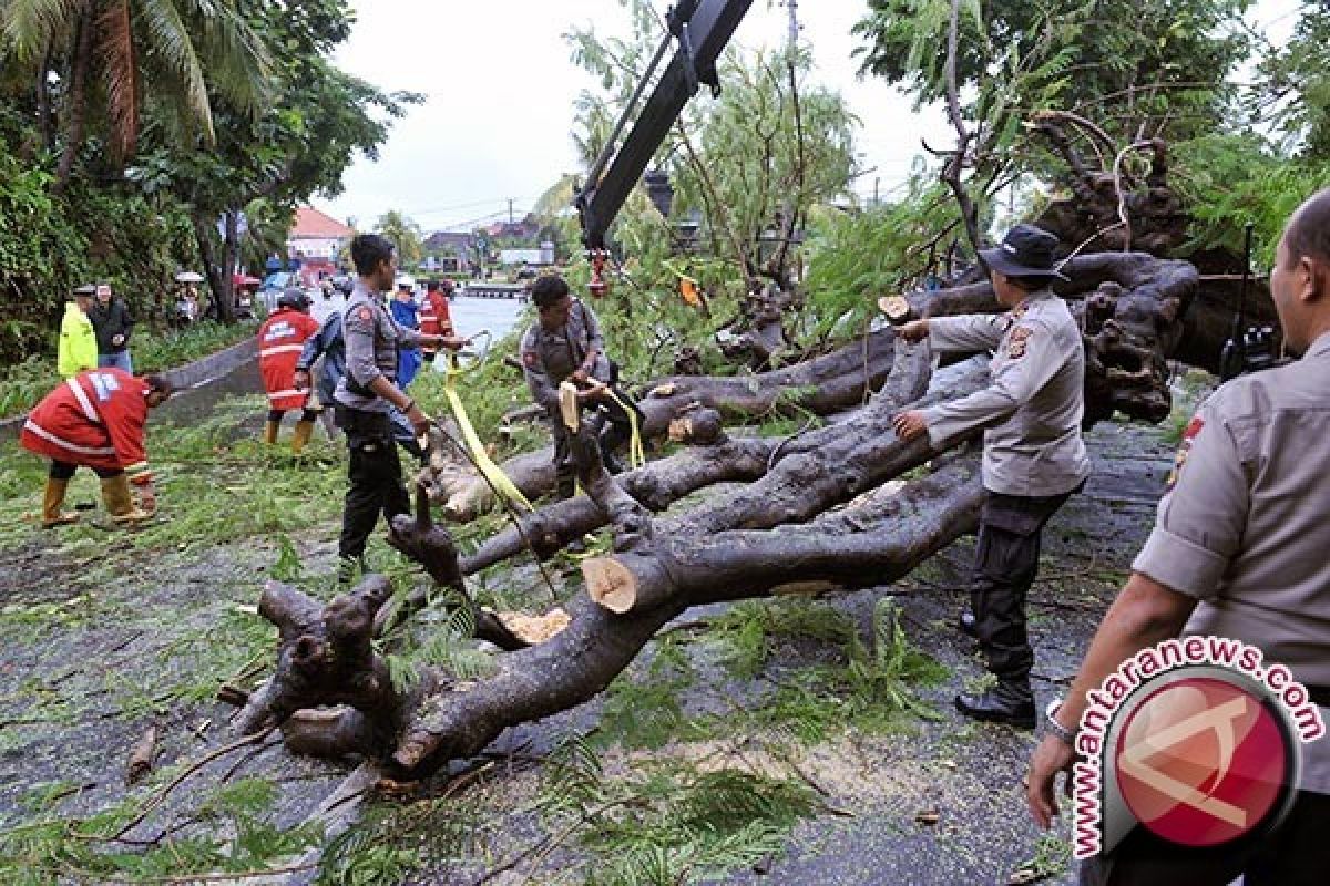 DLHK Denpasar tangani pohon perindang tumbang