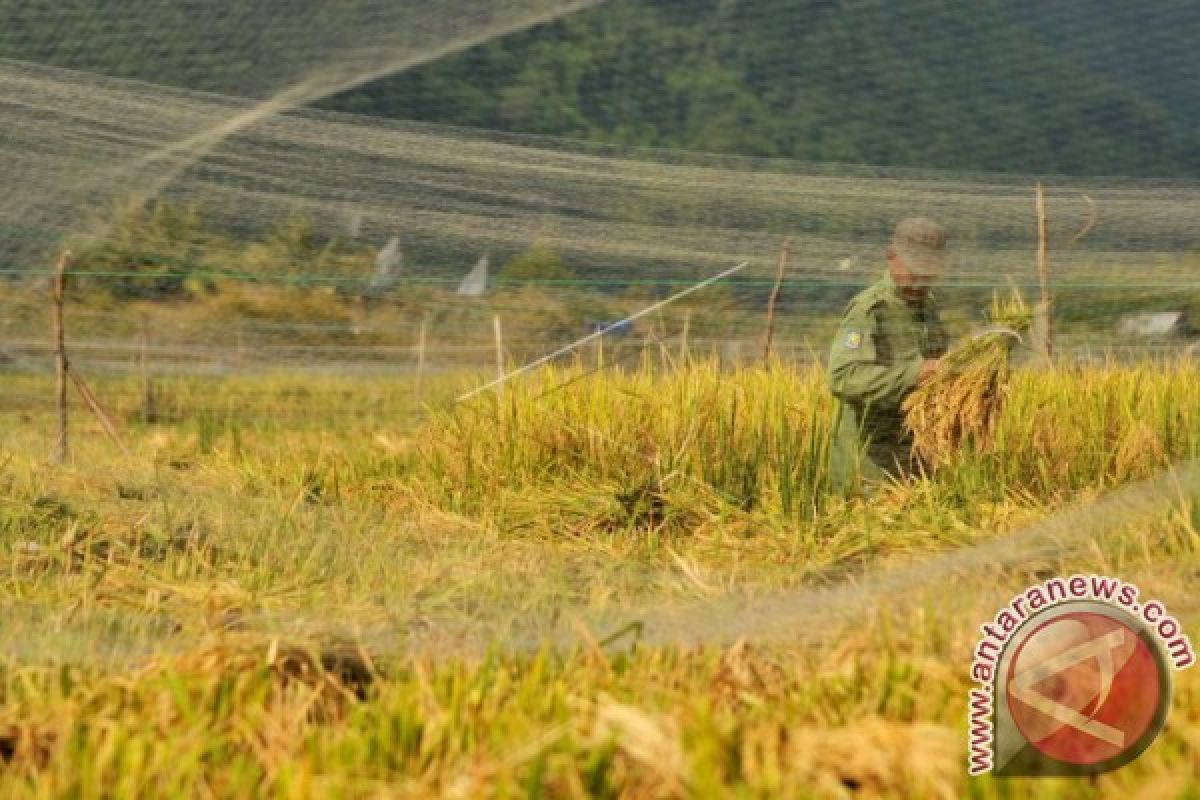 Dukungan TNI tingkatkan penyerapan gabah petani
