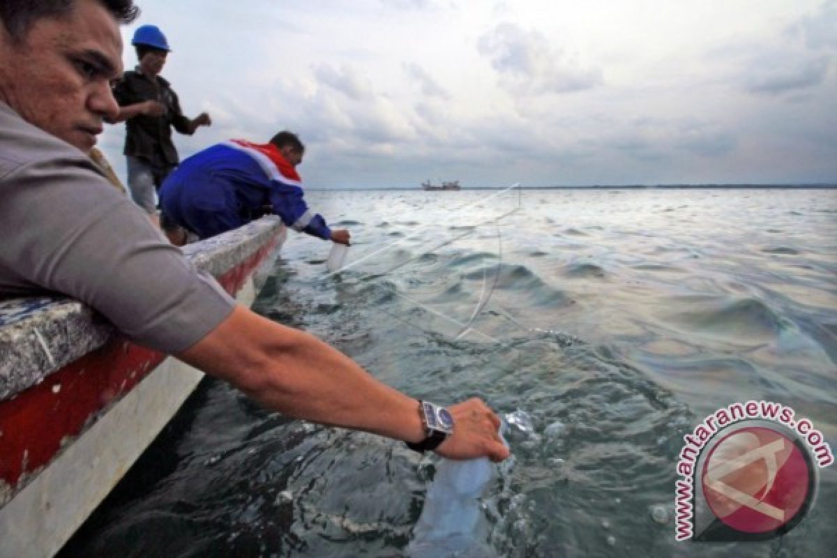 Pencemaran minyak pantai Pusong ganggu biota laut