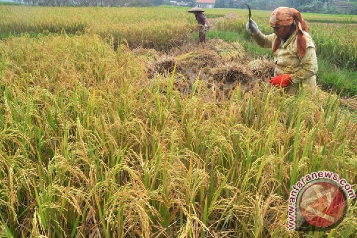 Distan DIY optimalkan intensifikasi hadapi penyusutan sawah