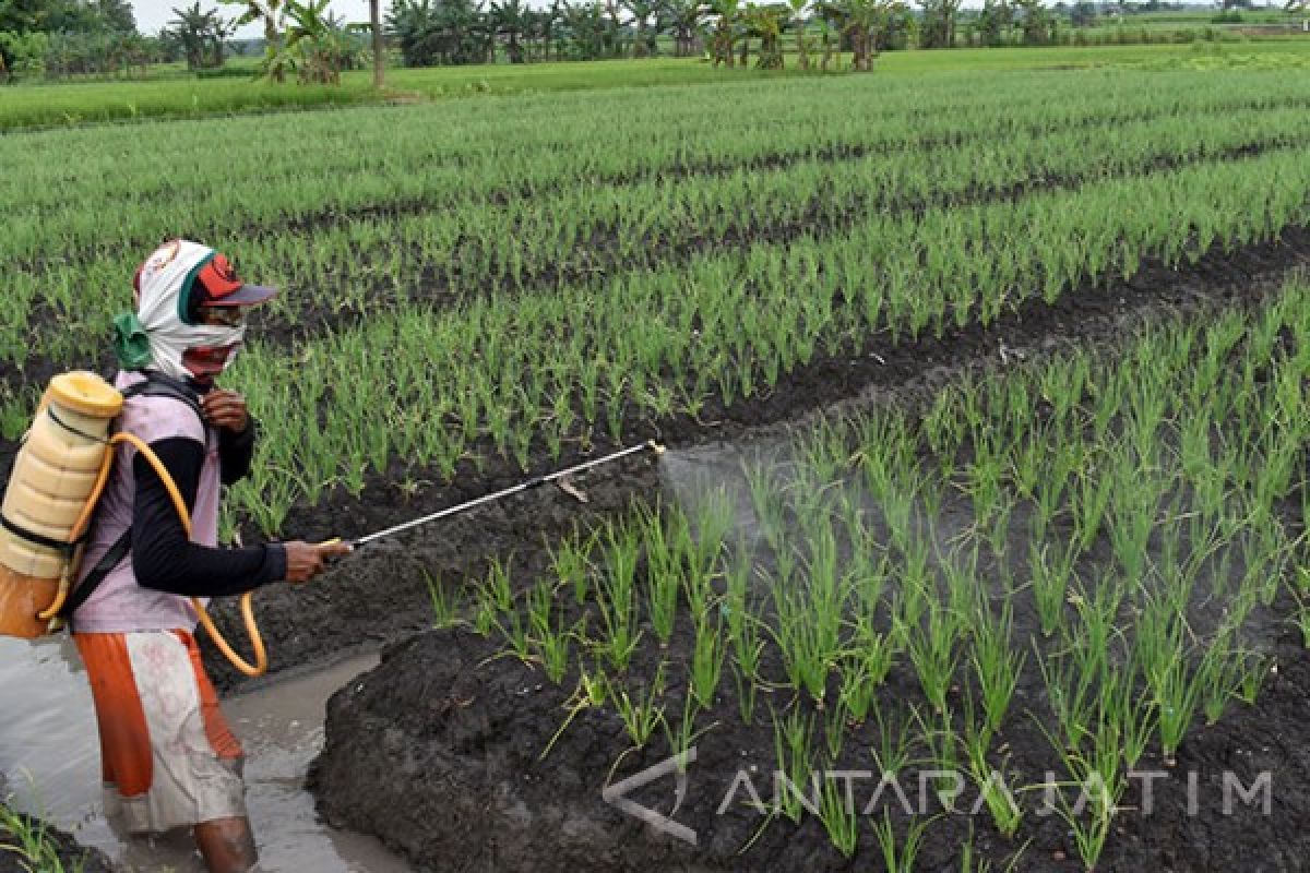 Dinas Pangan Lamongan Waspadai Hama Kemarau Basah 