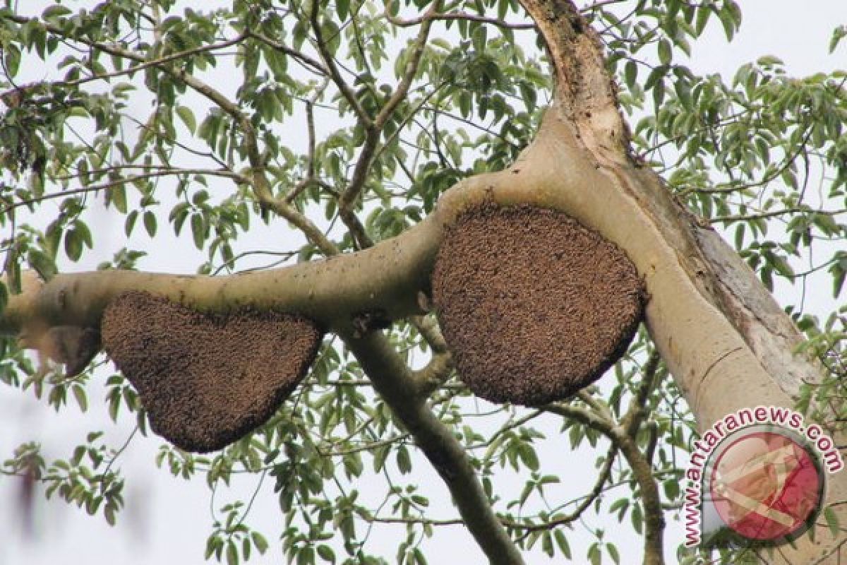 Melihat pengembanga madu hutan organik Kapuas Hulu