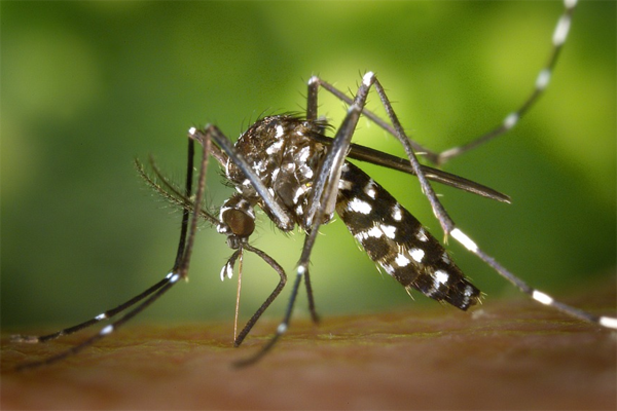 Serangan Super Malaria Ancam Pengendalian Global