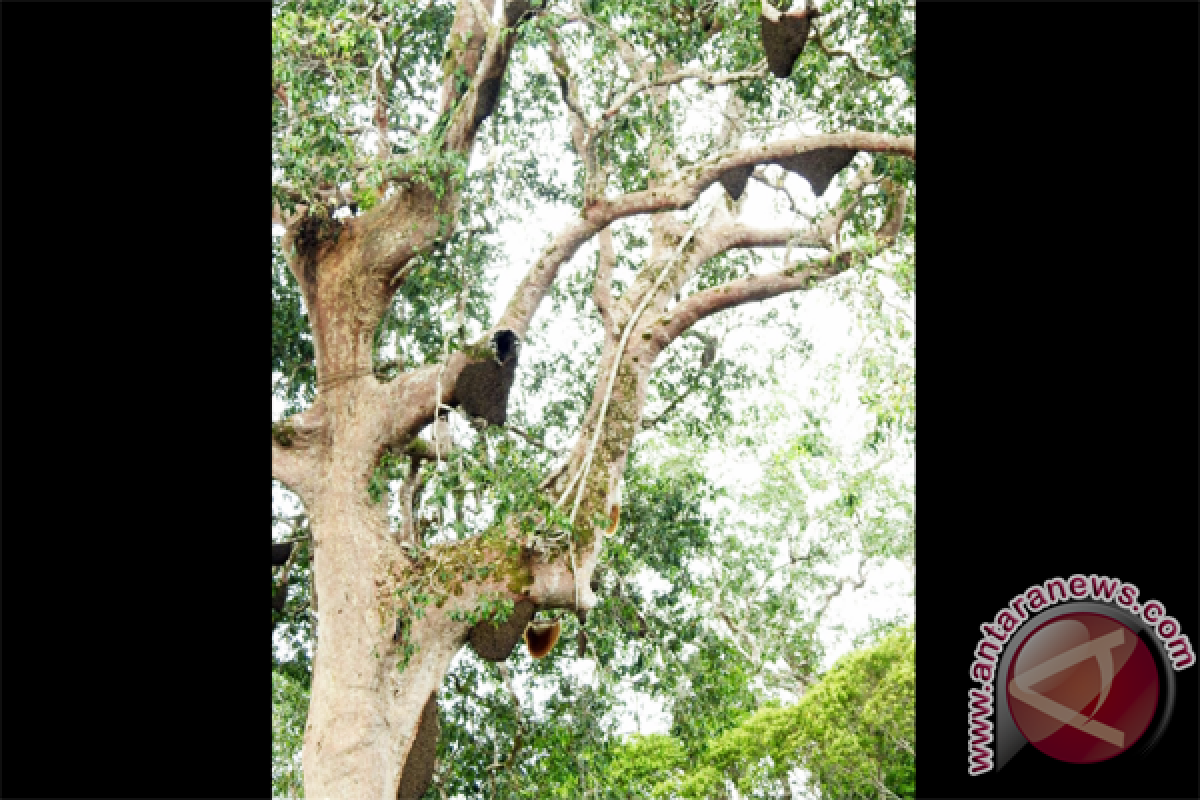 Dusun Meliau Dikunjungi Puluhan Wisman Setiap Tahunnya 