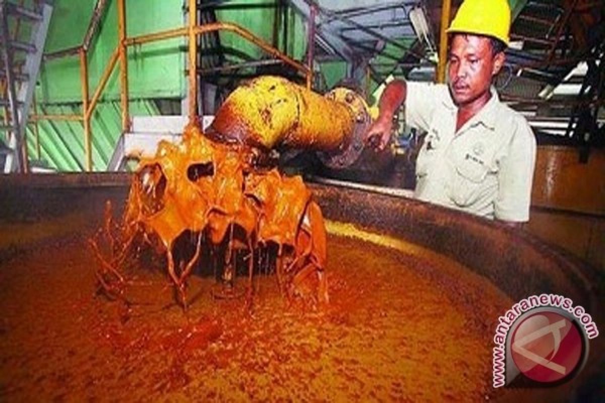 CIPS: produksi biofuel pengaruhi pasokan CPO minyak goreng