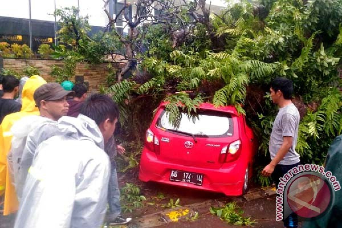 Cuaca Buruk Tumbangkan Puluhan Pohon Di Makassar 