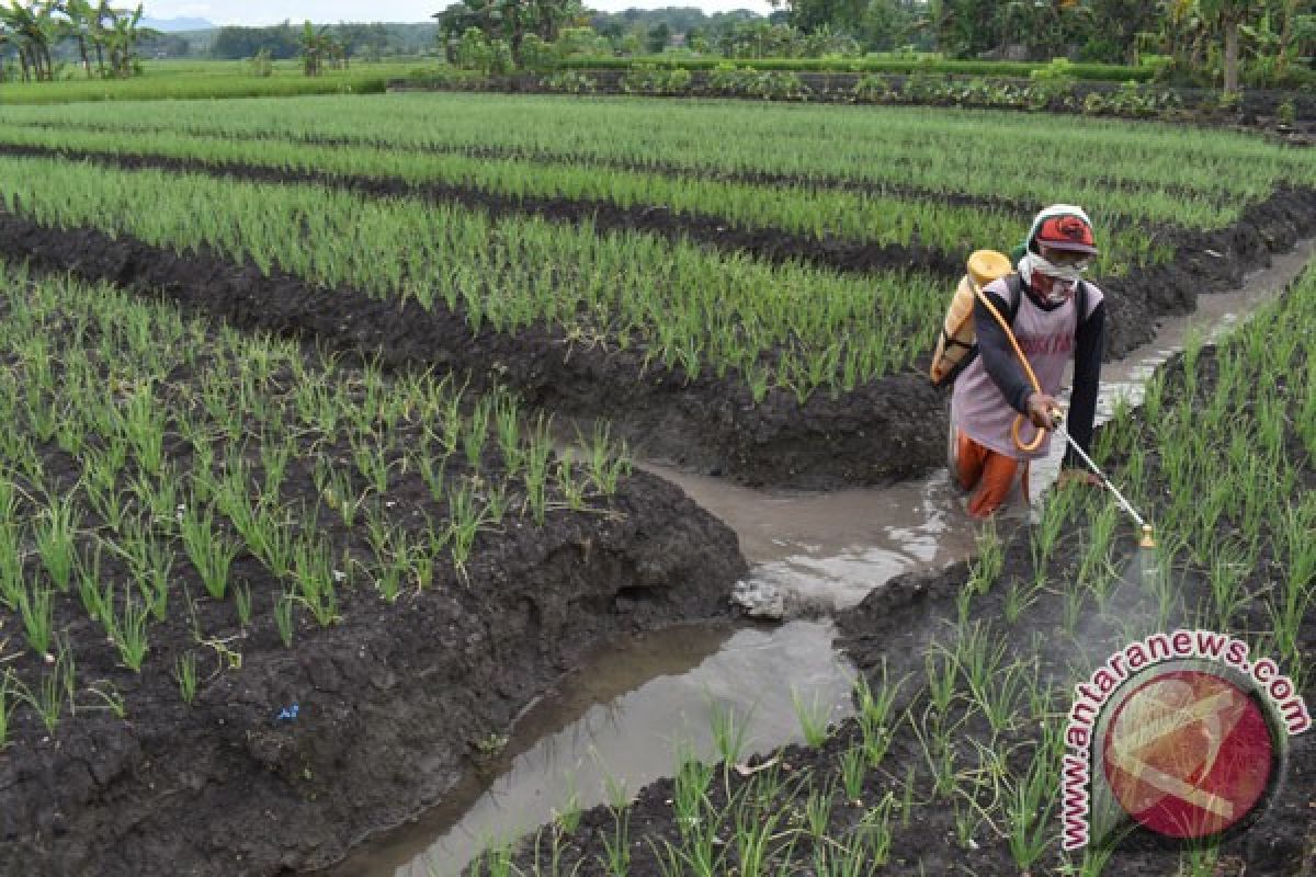 Barito Utara ujicoba kembangkan bawang merah gunakan mulsa