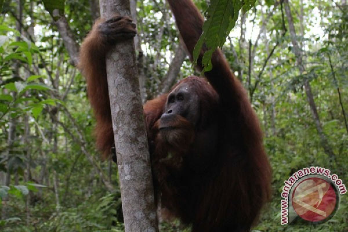 Dunia internasional suarakan gerakan lindungi ekosistem Leuser