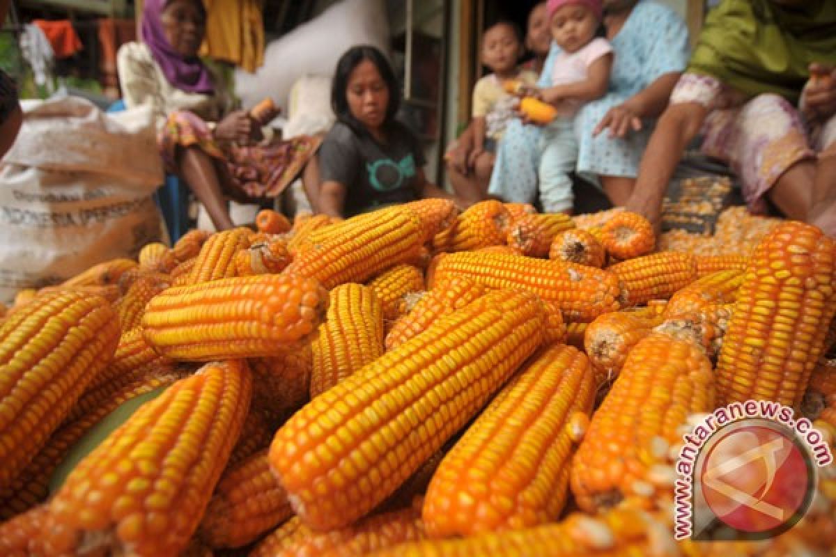 Malaysia mulai impor jagung Indonesia