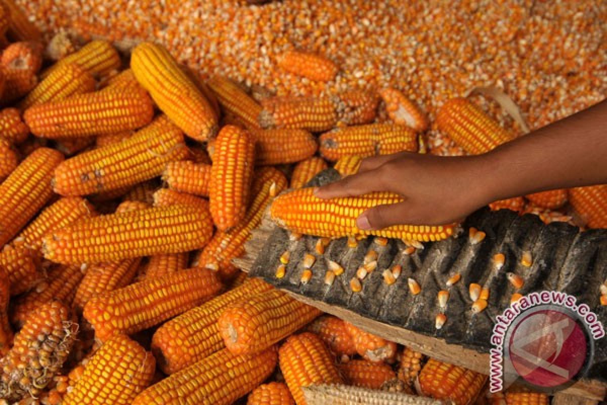 Tahun berat menghadang petani jagung Kenya