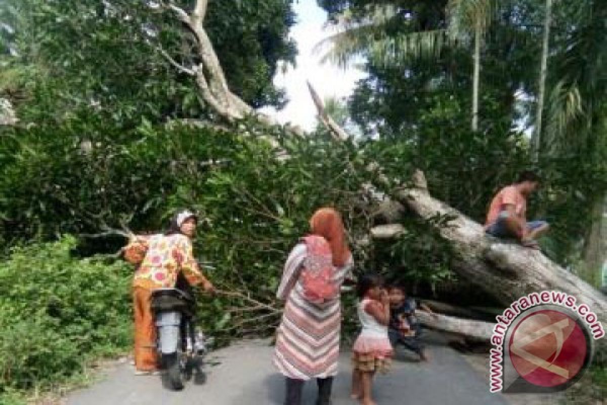 Pohon Tumbang Dihantam Angin Kencang Disertai Hujan