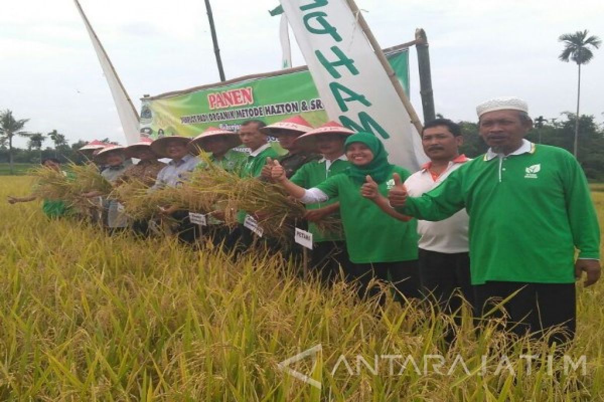 Petani Bondowoso Gunakan Penanaman Padi Metode Hazton